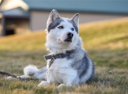 雷火电竞合作-月光下的双城记，当波斯铁骑踏碎冰封，蓝月核心照亮北境