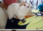 雷火电竞下载-时光之刃，当牙买加速胜国际米兰，本泽马用一记穿越球定义未来足球