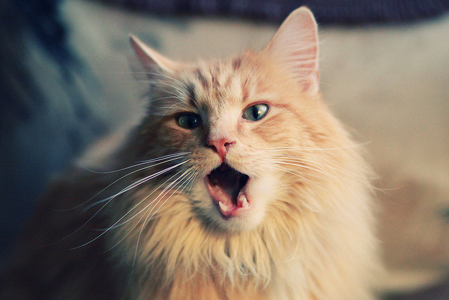 影子导演，不在场的字母哥，如何同时按下热火和独行侠的胜负键